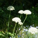 Allium nigrum